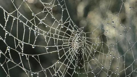 A dew laden spiderweb with light filtering through it
