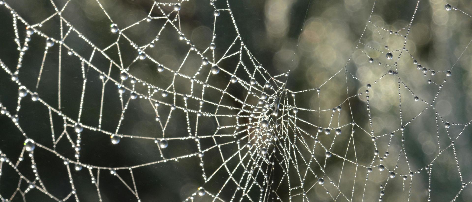 A dew laden spiderweb with light filtering through it