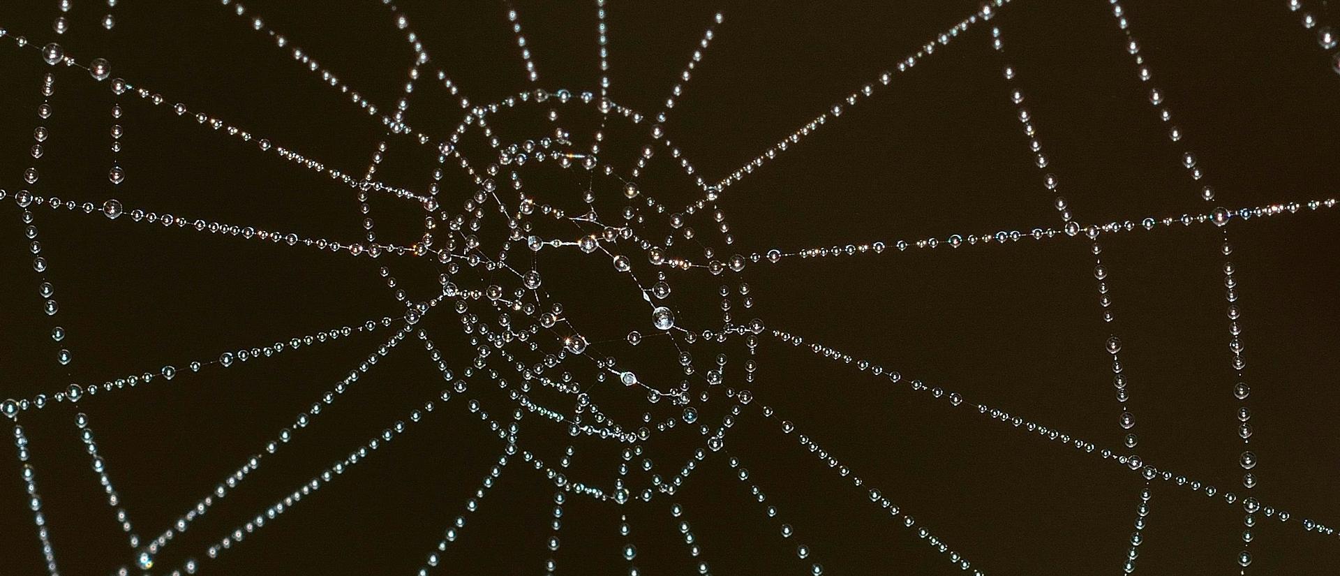 Glistening spider web